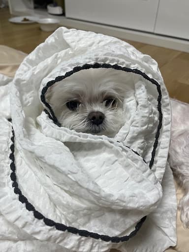 작가